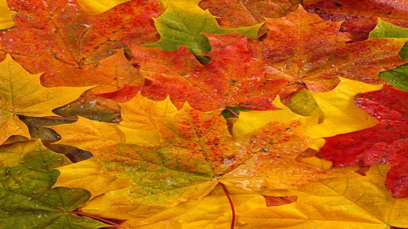 Bruce Beginnings Junior: Fall Leaves at Bruce Museum