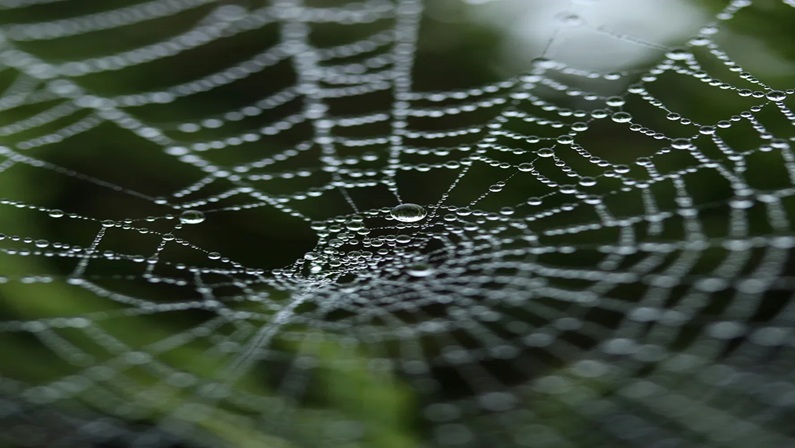 Bruce Beginnings Junior: Spider Webs at Bruce Museum