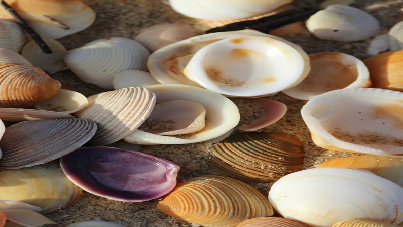 Bruce Beginnings Junior: We See Seashells at Bruce Museum