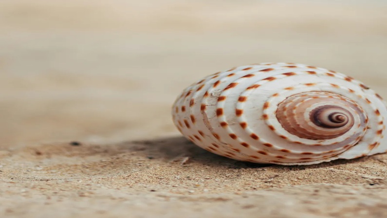Bruce Beginnings: Shell Painting at Bruce Museum