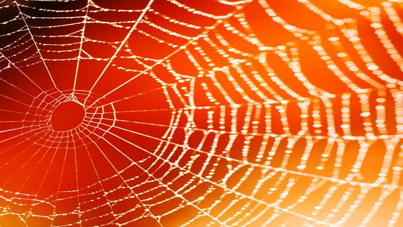 Bruce Beginnings: Spider Webs at Bruce Museum