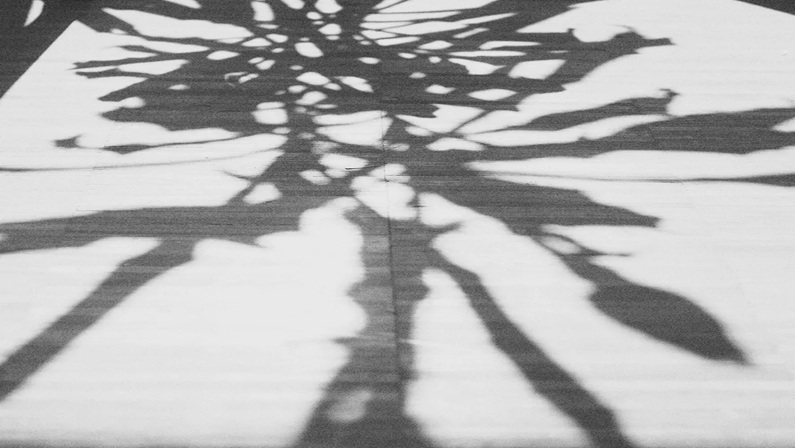 Bruce Beginnings: Sun Prints at Bruce Museum
