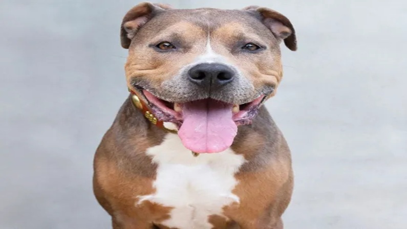 Dog Adoption Event at Palace Theater