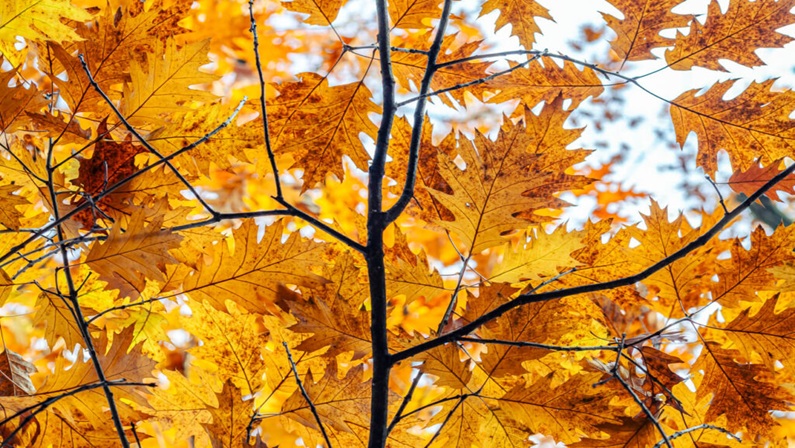 Family Event: Autumn Tree Tour at Florence Griswold Museum