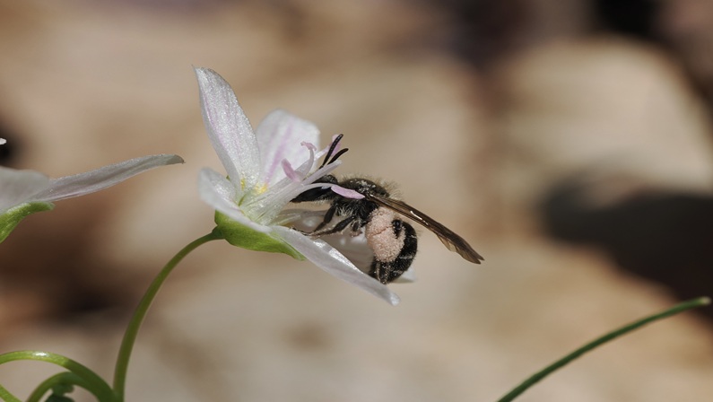 Native Forest Bee Habitat Restoration at Great Mountain Forest