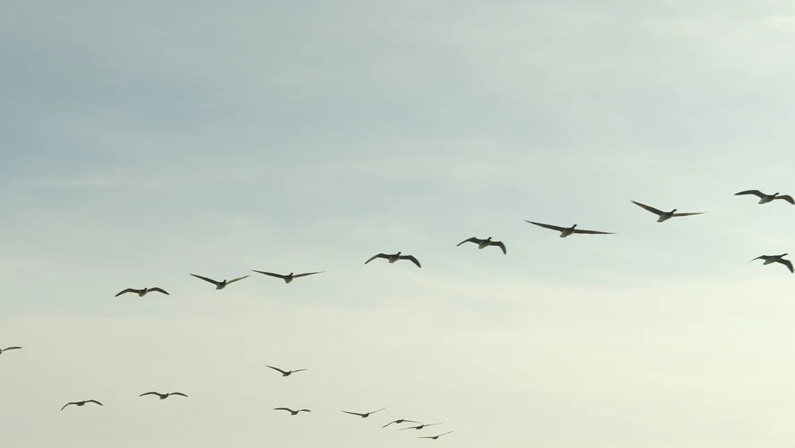 Bruce Beginnings: Bye Bye Birds at Bruce Museum