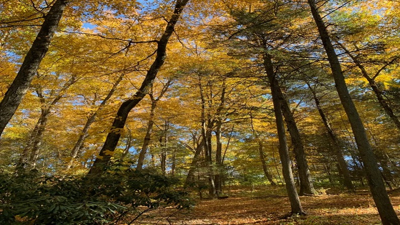 Fred Elser First Sunday Science: Where the Forest Meets the Sea at Floren Family Environmental Center