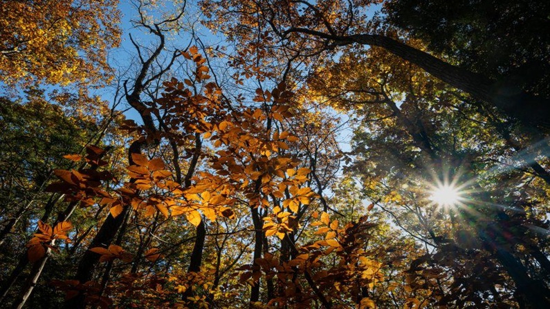 Open Road Days at Great Mountain Forest