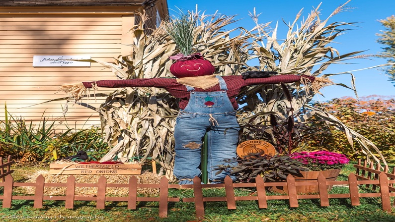 Scarecrows Along Main Street in Old Wethersfield