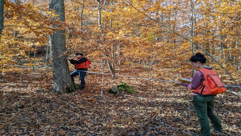Sugarbush Management for Forest Health and Wildlife at Great Mountain Forest